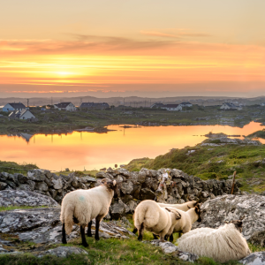 Travel Nursing Ireland