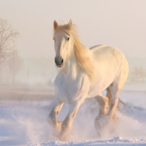 White Horse Travel Insurance