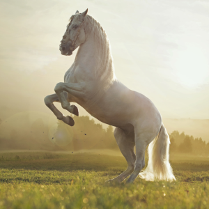 White Horse Travel Insurance