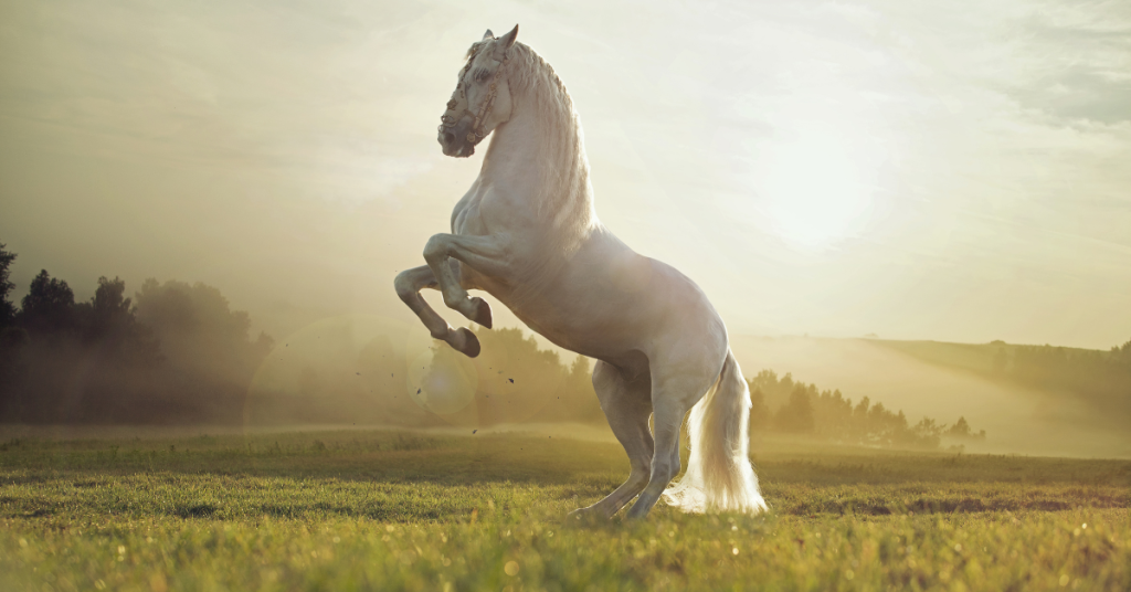 White Horse Travel Insurance 5 Best Tips for Safer Trips