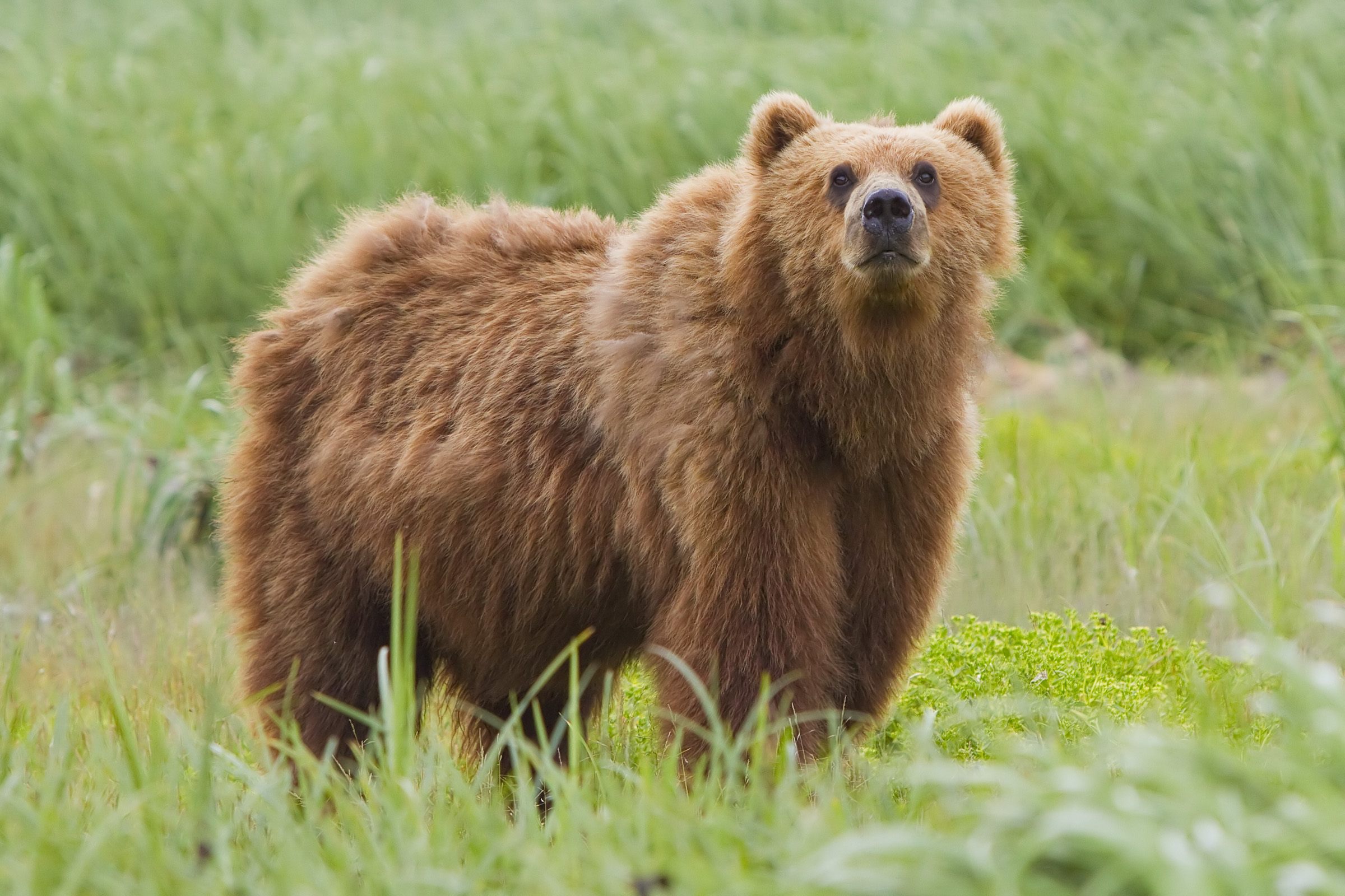 Alaska travel insurance