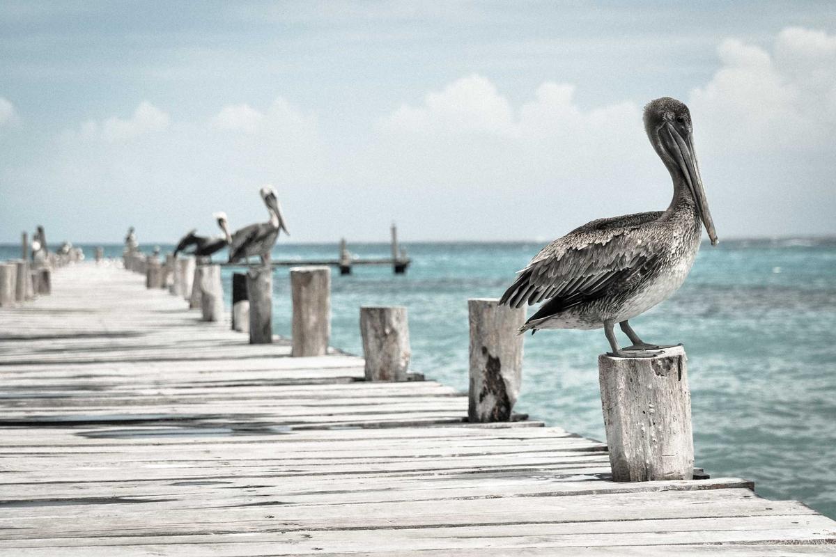 Travel Medical Insurance USA Family Protection