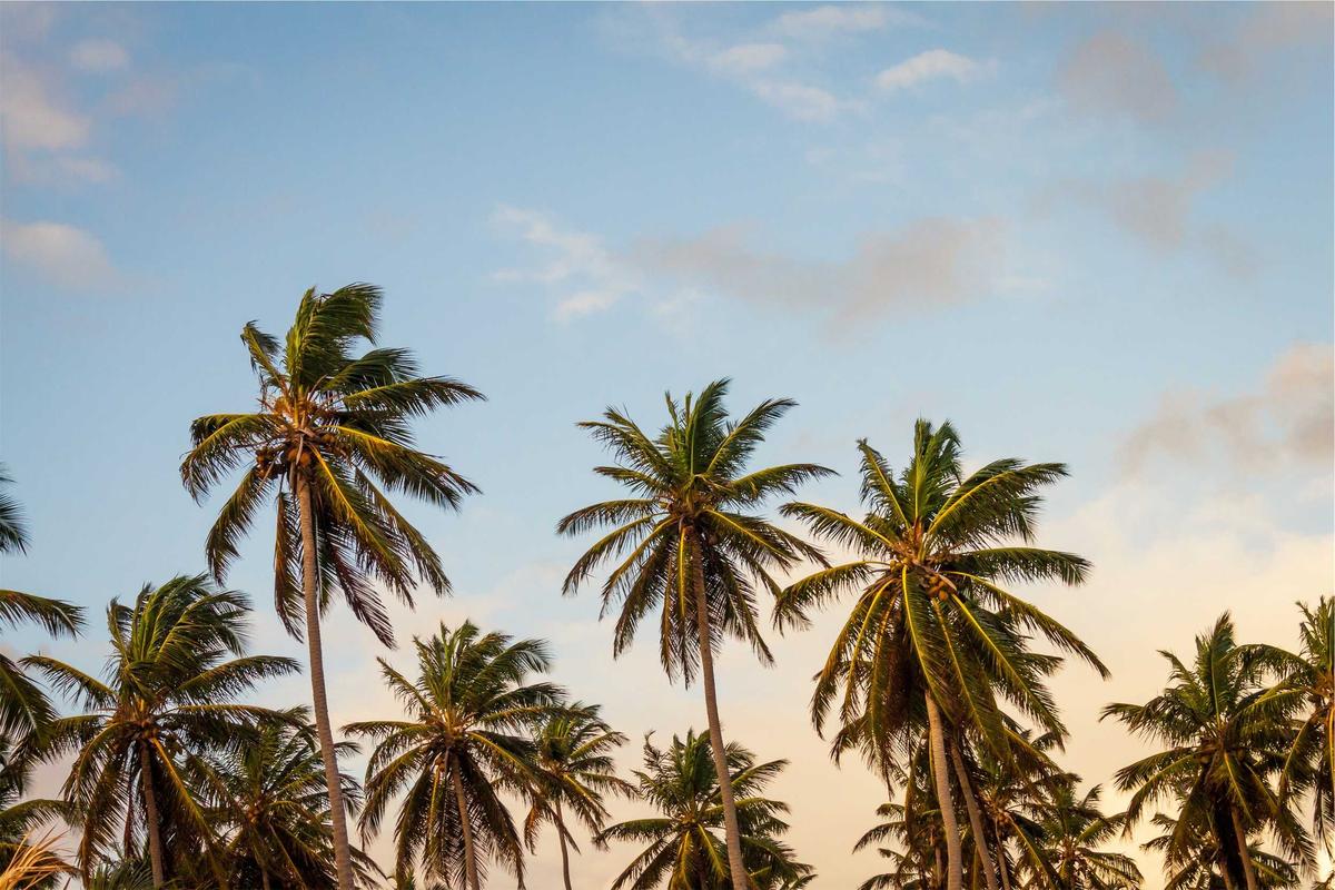 Executive Jet Travel destination planning beneath tropical palms